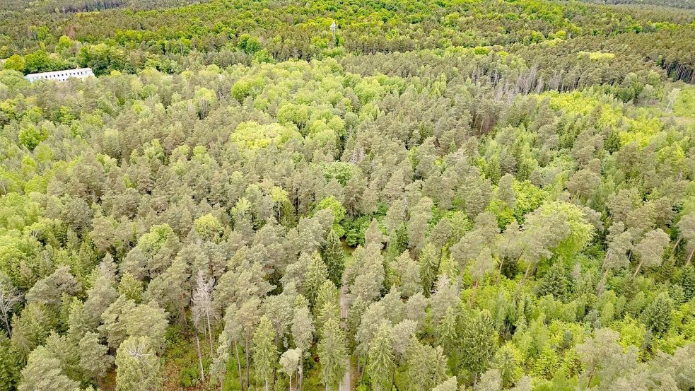 Junge Frau in Königsbrücker Heide gefunden - Jugendlicher unter Tatverdacht Foto: Robert Michael/dpa
