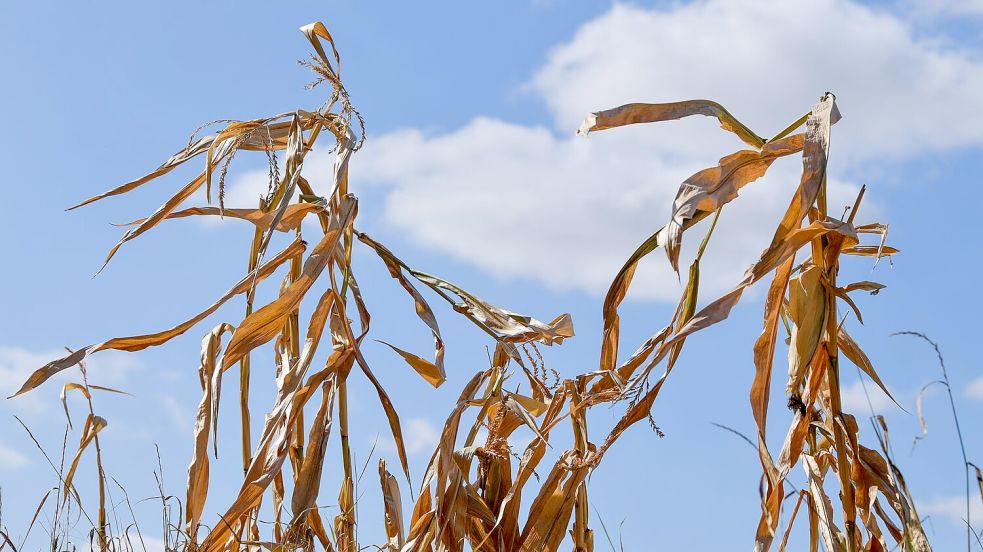Langfristige Sommerprognosen von Wetterdiensten zeigen Tendenzen, liefern aber keine konkreten Vorhersagen für einzelne Tage oder Wochen. Foto: Patrick Pleul/dpa-Zentralbild/dpa