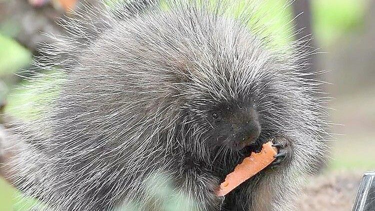 Einer der fünf Baumstachler im Jaderpark: Die Tiere stammen aus den USA und Kanada und sind hervorragende Kletterer. Ihre Nahrung besteht aus Rinde, Knospen, Baumnadeln, Wurzeln, Blättern und Früchten. Foto: Foto: Jaderpark