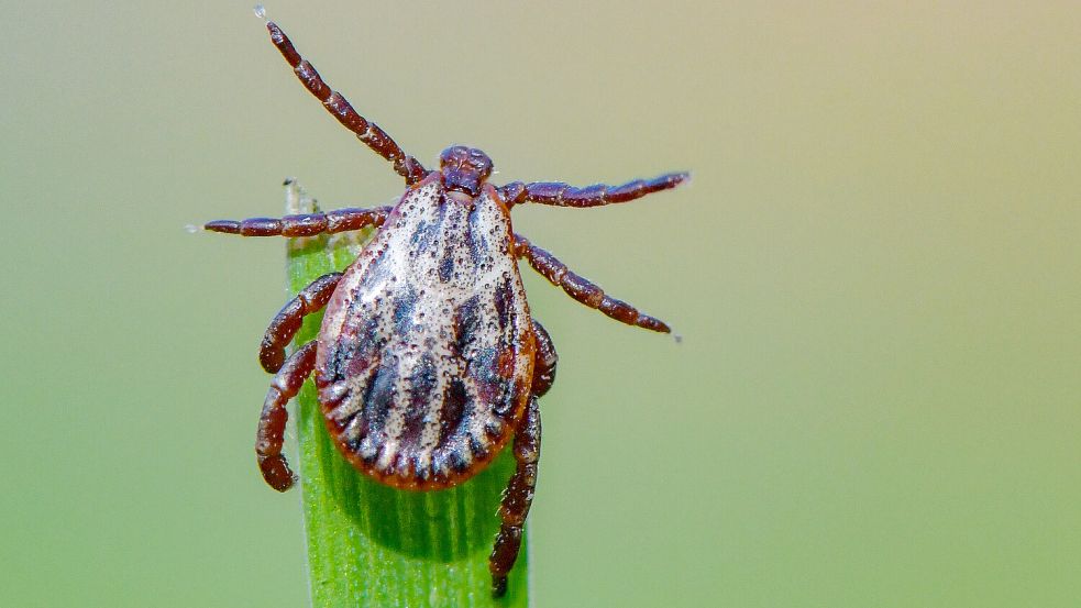 Eine Zecke sitzt auf der Spitze eines Grashalmes. Hier wartet der blutsaugende Parasit auf seine Beute. Foto: DPA