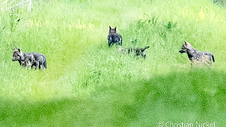 Der Wolfs-Nachwuchs ist doch am Leben: Das Bild wurde in der Nähe von Segeberg gemacht. Foto: Christian Nickel