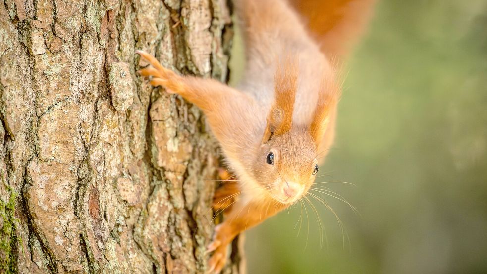 Unter der Trockenheit leiden zunehmend auch Eichhörnchen. Foto: Imago/Silas Stein