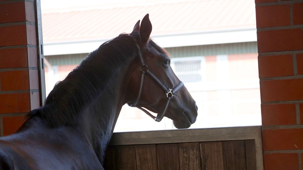 Ein Pferd blickt aus einer Box im RTC Timmel: Pferde waren im RTC nur noch wegen der Veranstaltungen des Reitvereins vor Ort. Der Einstellbetrieb wurde im vergangenen Sommer eingestellt. Foto: Romuald Banik
