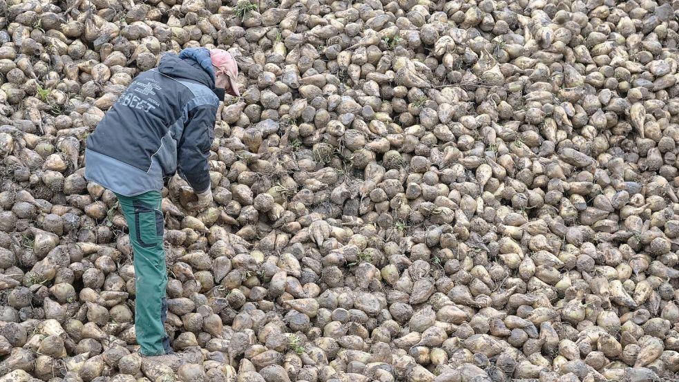 Zuckerrüben sind von einem kleinen Insekt bedroht, der Schilf-Glasflügelzikade. (Archivbild) Foto: Marijan Murat/dpa