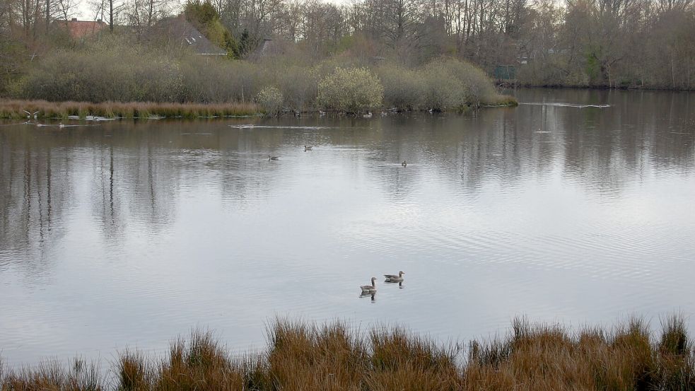 Das Sandwater in Simonswolde bietet vielen Gänsen einen Lebensraum. Foto: Imke Cirksena