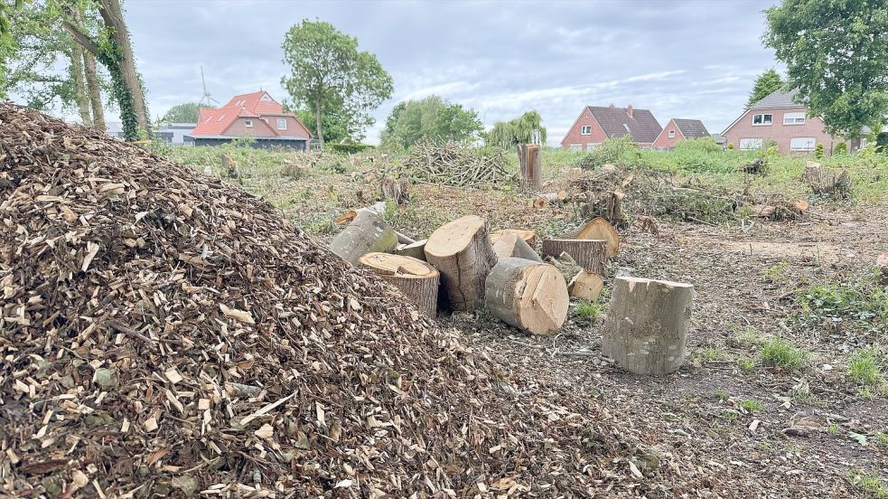 Auf dem Gelände wurden Dutzende Bäume, Büsche und Sträucher entfernt. Foto: Holger Janssen