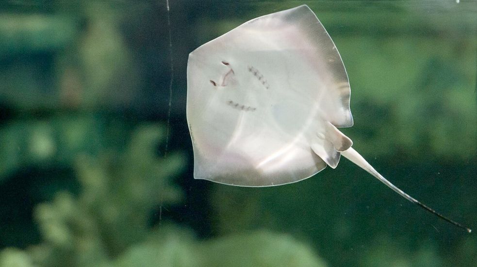 Ein junger südlicher Stechrochen im Tierpark Hagenbeck in Hamburg Foto: picture alliance / dpa