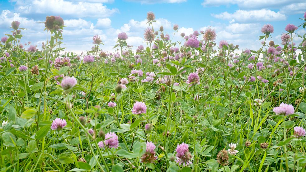 Eine Sommerwiese mit weißen und rosa Blüten - Inbegriff der warmen Jahreszeit. Foto: Martin Köbsch/imago