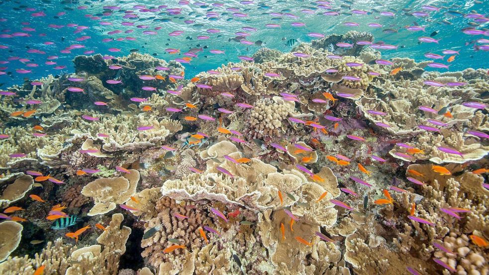 Zum Schutz der Meereslebewesen haben sich Dutzende Staaten auch verpflichtet, mehr gegen Lärmbelästigung im Ozean zu tun. (Archivbild) Foto: J. Sumerling/Great Barrier Reef Marine Park Authority/AP/dpa
