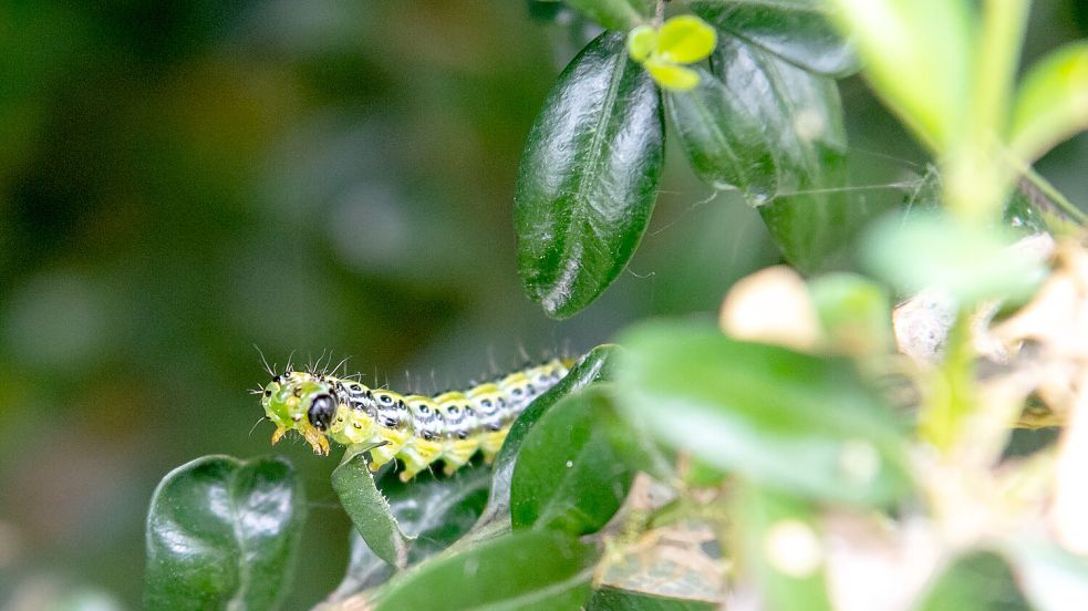 Inzwischen hat die Buchsbaumzünsler-Raupe auch hierzulande Fressfeinde. Foto: dpa/Peter Kneffel