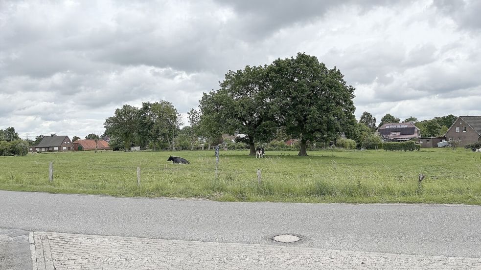 Unter den Bäumen soll ein Spielplatz angelegt werden. Foto: Mieke Matthes