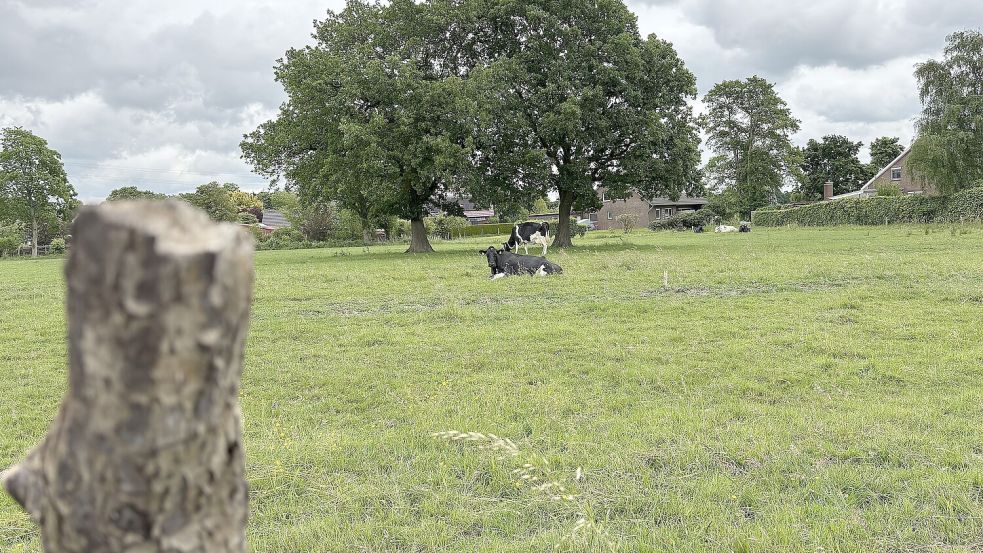 An drei Seiten grenzt das Baugebiet an vorhandene Bebauung an. Die Nachbarschaft befürchtet, dass sie bei weiterer Versiegelung nasse Füße bekommt. Foto: Mieke Matthes