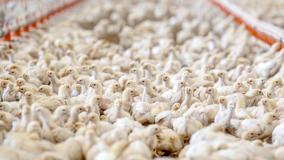 Masthähnchen in einem Stall. Foto: DPA