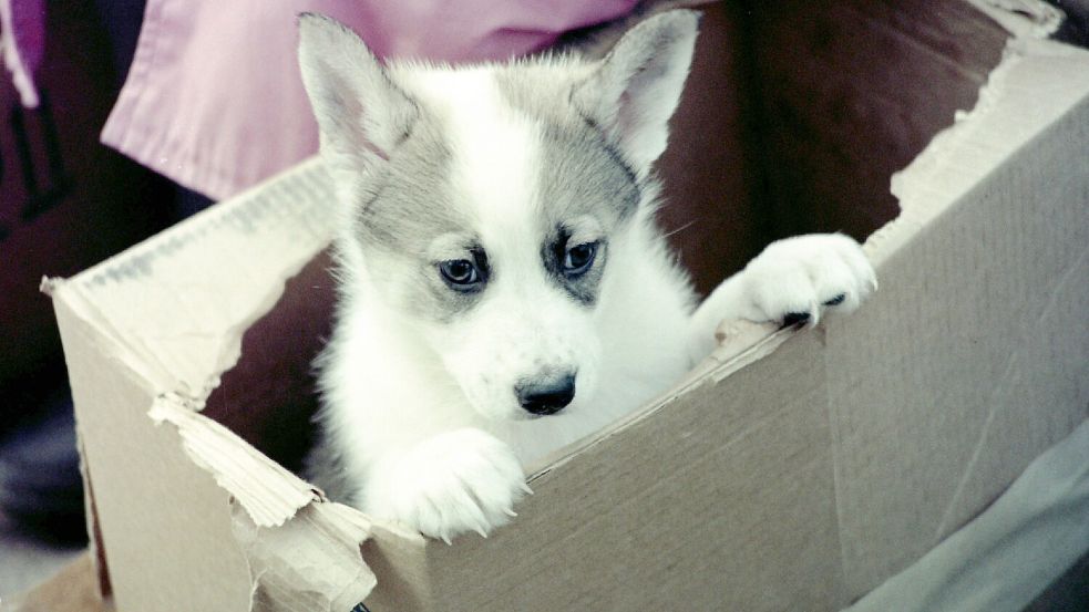 Der illegale Handel mit Hunden und Katzen boomt - fast immer zum großen Leid der Tiere. Warum die anvisierten Pläne der EU keine Wirkung zeigen werden. Foto: imago-images/ Russian Look