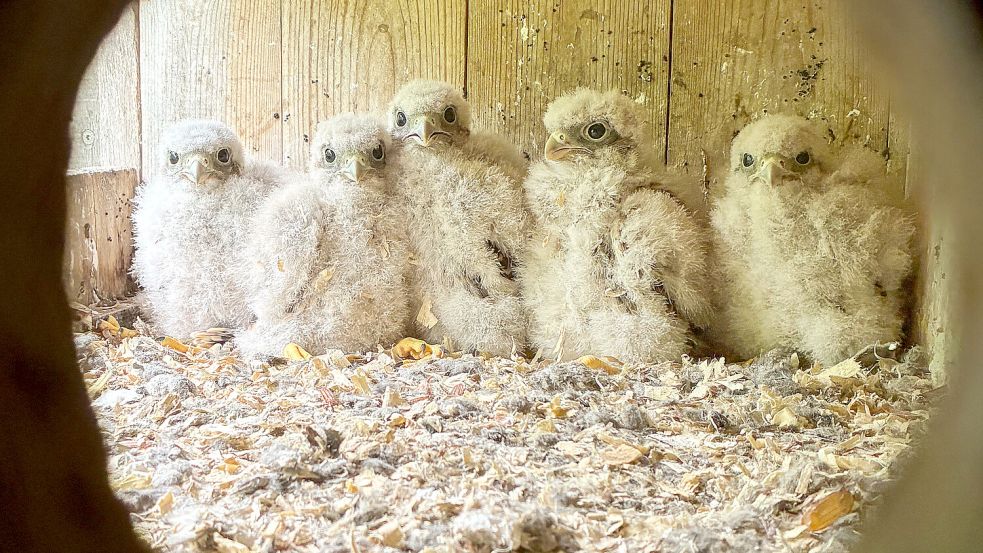 Da kuscheln sich die Küken im Brutkasten aneinander. Foto: Folkert Christoffers