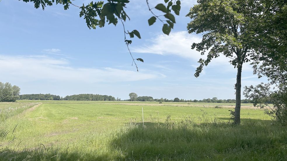 Eine Grünfläche in Ihlow. Verkaufspreise und Pachten für Grün- und Ackerland werden in Ostfriesland zunehmend teurer. Foto: Imke Cirksena