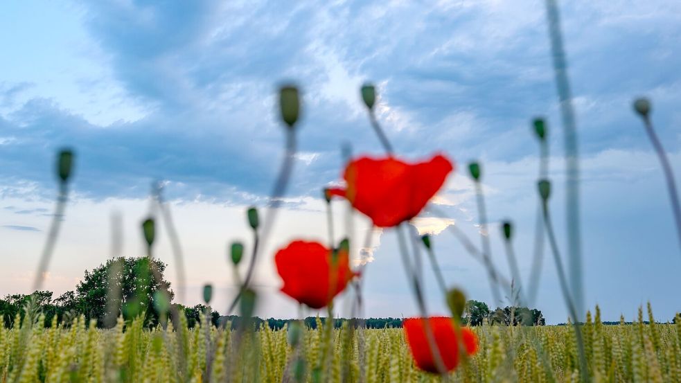 Zur Wochenmitte kann man sich erneut auf Hitze in Deutschland einstellen. Foto: Patrick Pleul/dpa