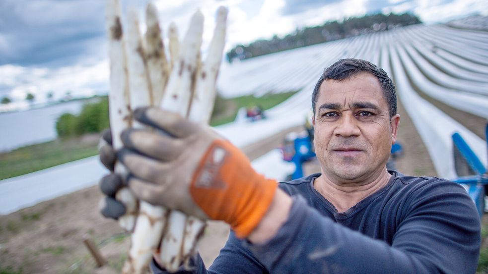 Harte Arbeit, gute Bezahlung? Der Lohn für ausländische Erntehelfer sorgt für Diskussionen Foto: Jens Büttner/dpa