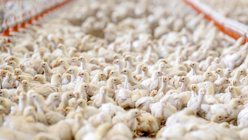 Bis zu 29.999 Masthähnchen sollen in einen geplanten Masthähnchenstall in Wrisse ziehen. Eine Bürgerinitiative will das verhindern. Foto: DPA