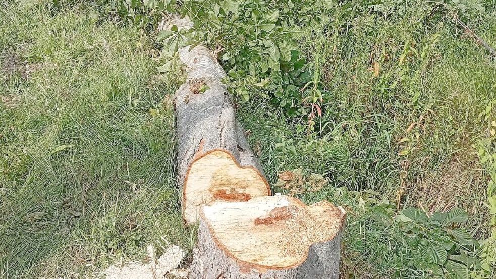 Der Baum wurde abgesägt. Foto: Gemeinde Südbrookmerland