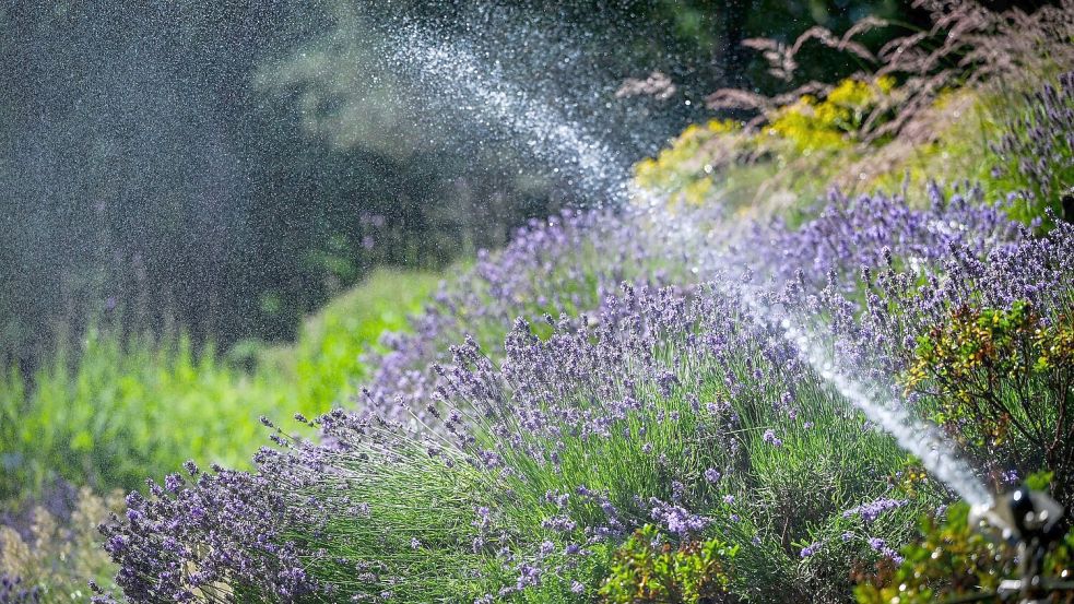 Der Juni war deutlich zu warm und zu trocken. Foto: Jens Kalaene/dpa