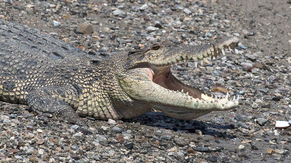 In keinem anderen Land der Erde werden so viele Menschen von Krokodilen angegriffen wie in Indonesien. (Symbolbild) Foto: Muhammad Taufan/dpa