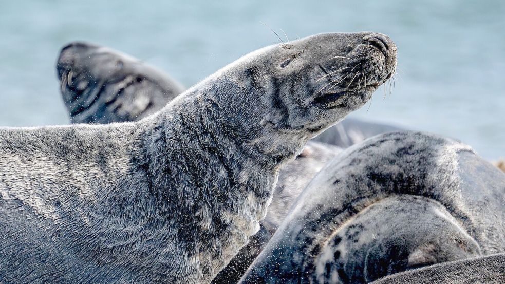 Der Bestand der Kegelrobben in der südlichen Nordsee steigt seit Jahren kontinuierlich an. (Archivbild) Foto: Sina Schuldt/dpa