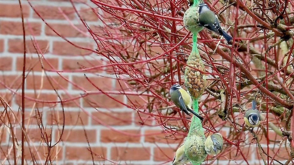 Januar: Leserfotografin Steffi Christians aus Aurich-Tannenhausen mit „Die Schlacht am kalten Buffet einmal anders“.