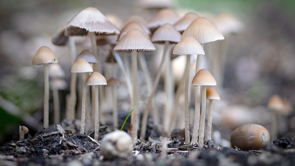 Oktober: Leserfotograf Boris Weigl aus Aurich mit „Herbstzeit ist Pilzzeit“.