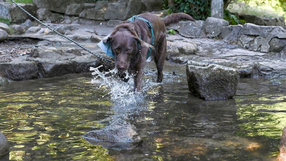 Auch Tiere brauchen Abkühlung. Foto: Katharina Kausche/dpa