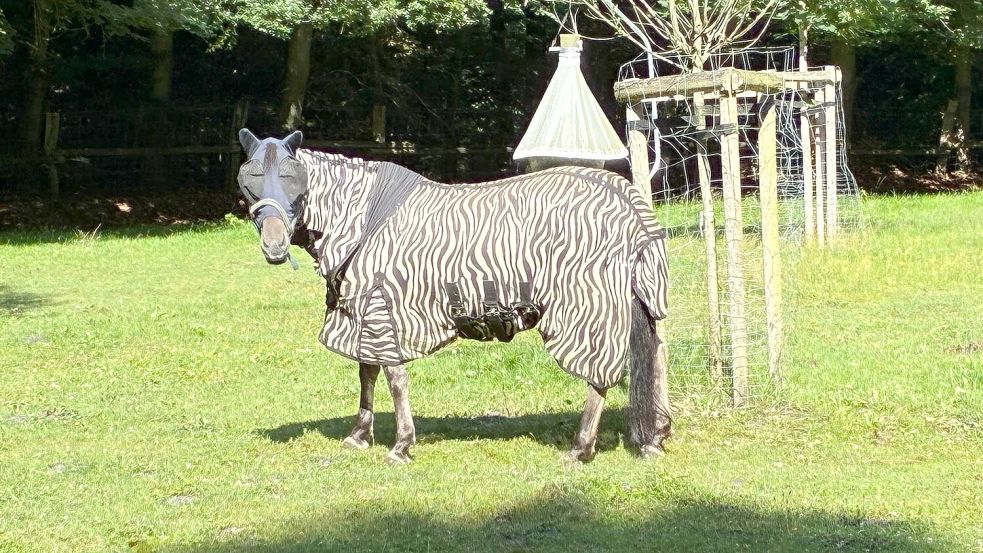 Will der Tierpark Neumünster seine Besucher täuschen, mit einem Zebra-Kostüm für die Pferde? Nein, natürlich nicht. Foto: Lennart Juckel/Tierpark Neumünster