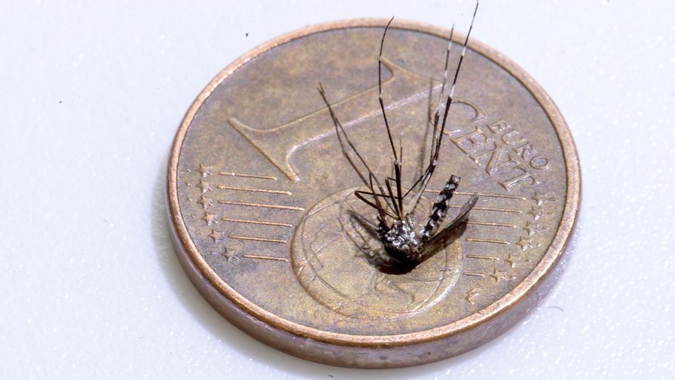 Unweit der deutschen Grenze im Elsass ist eine lokale Infektion mit dem Chikungunya-Virus entdeckt worden (Archivbild). Foto: Helmut Fricke/epa Scanpix Sweden/dpa