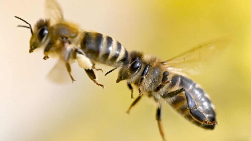 Bienen gelten eigentlich als friedliche Insekten. Doch ein Bienenschwarm in Frankreich fühlte sich äußerst provoziert. Foto: dpa/Arne Dedert