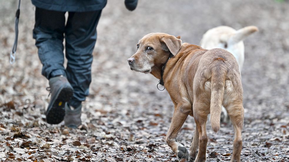 Ein Gericht in Mannheim hat ein womöglich weitreichendes Urteil zur Hundesteuer gefällt. Foto: dpa/Arne Dedert