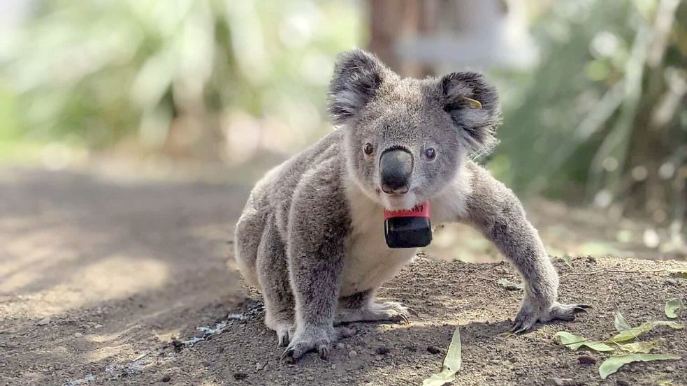 Koalas sind bedroht - etwa durch die Rodung von Bäumen, wie eine Studie nun herausfand. Foto: Ami Fadhillah Amir Abdul Nasir/Society for Experimental Biology/dpa