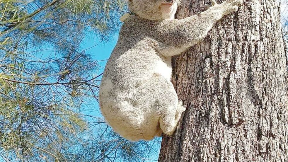 Für Koalas die sicherere Variante: Klettern an Bäumen. Foto: Ami Fadhillah Amir Abdul Nasir/ Society for Experimental Biology/dpa