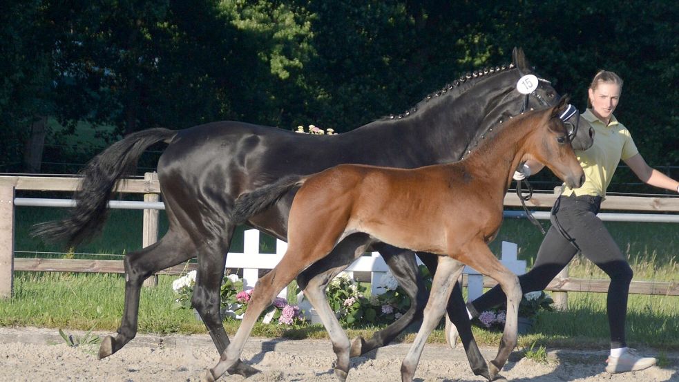 Das Reserve-Championat der dressurbetonten Hengstfohlen ging an den Sieger der Auricher Schau, einen Sohn des Benjamin Franklin aus der Zucht von Dr. Hartmut Bruns aus Popens. Foto: Gerd-D. Gauger
