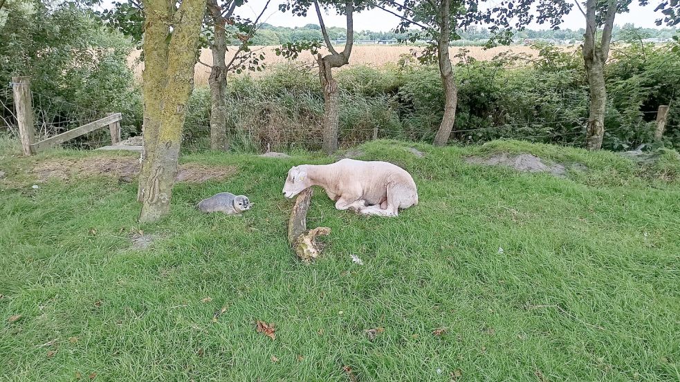 Ein kleiner Seehund auf Abwegen: Kilometer vom nächsten Strand entfernt hat er sich in einen Garten in Tating verirrt. Der Schafbock hat aber auch nichts zu fressen für ihn. Foto: Anneke Klützke