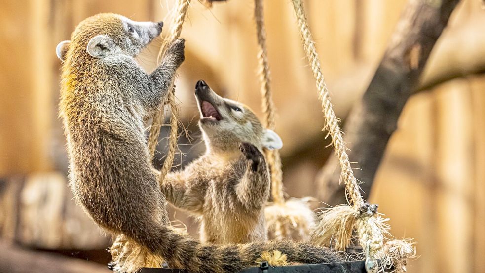 Drei kleine Bären mit weißer Schnauze sind jetzt für Zoobesucher zu sehen (Handout-Foto) Foto: --/Archiv Opel-Zoo/dpa