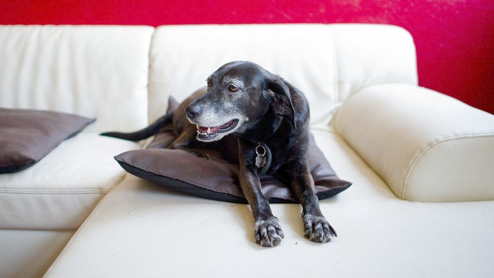Hunde erleben das im Fernsehen Gezeigte aktiv mit. (Symbolfoto) Foto: picture alliance / dpa