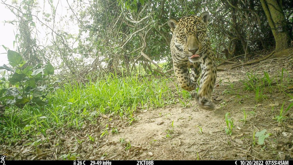 Die Jaguare wurden von Wildkameras abgelichtet. Foto: ---/Global Change Biology/dpa