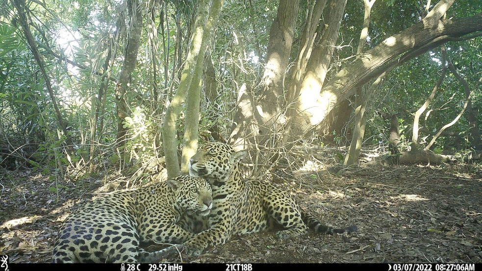 Es wurden wieder Jungtiere geboren und es kamen viele Jaguare aus anderen Regionen hinzu. Foto: ---/Global Change Biology/dpa