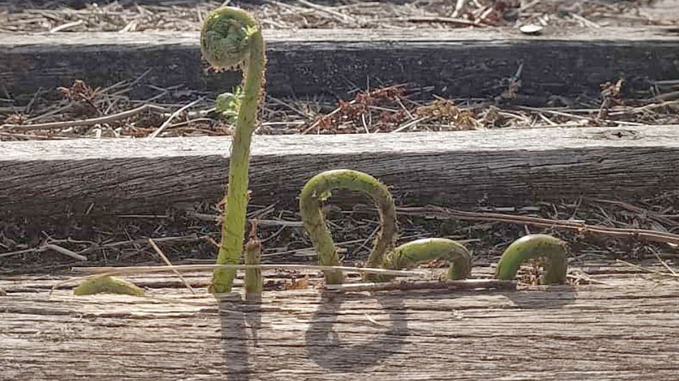 Juni Überraschende Sichtung: Ein Leserfoto von Matthias Goldenstein aus Südbrookmerland.
