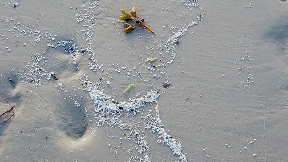 Die weißen Kügelchen, wie sie am Strand von Langeoog zu sehen waren. Foto: NLWKN
