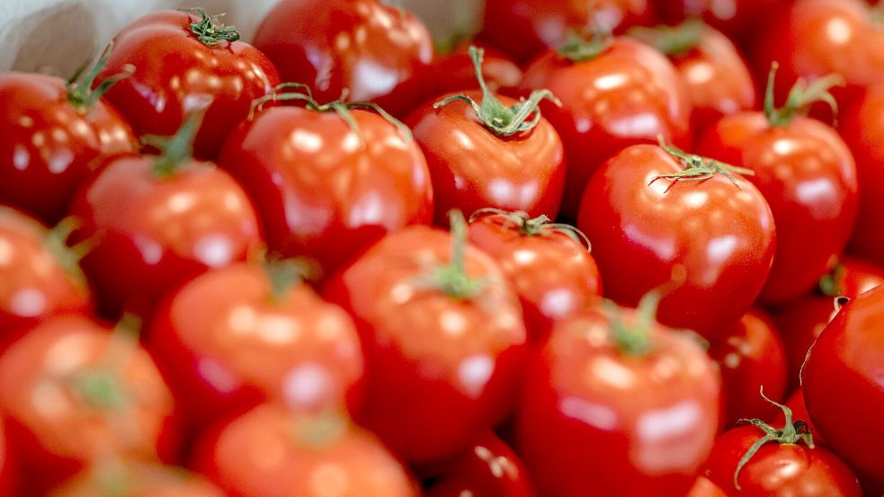 Tomaten sind nach Angaben des Bundesinformationszentrums Landwirtschaft das beliebteste Gemüse in Deutschland. Foto: Fabian Sommer/dpa