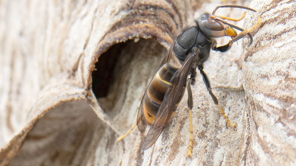 Eine Asiatische Hornisse sitzt auf ihrem Nest. Die Asiatische Hornisse gilt als invasive Art. Foto: DPA