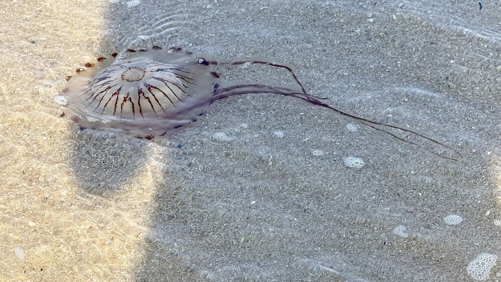 Beim Kontakt mit den Tentakeln von Feuerquallen können Hautreizungen auftreten. Foto: Dirk Jennert