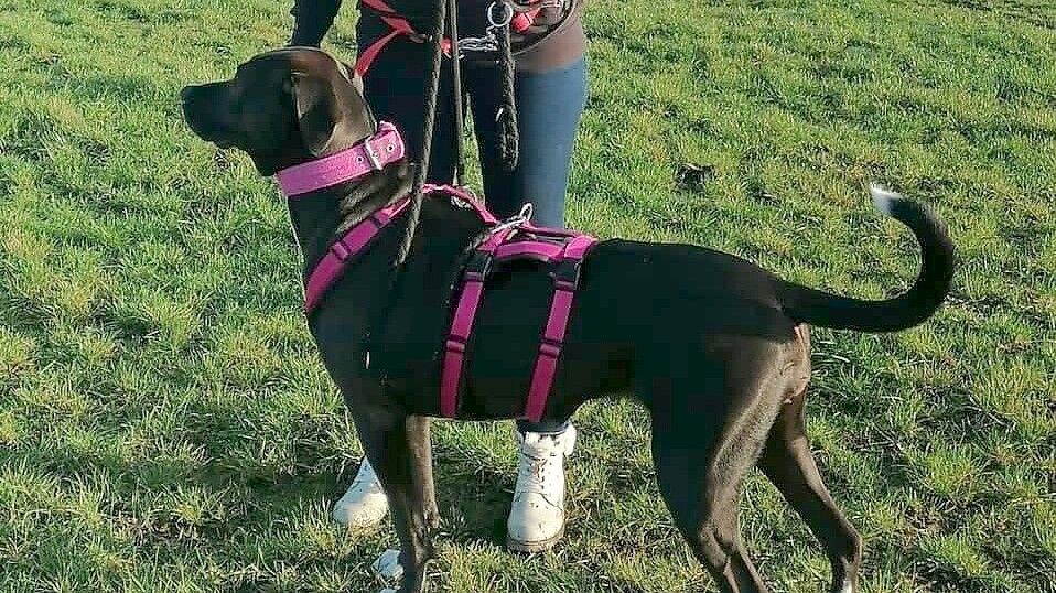 Angsthunde, sagt Anke Klopsteg von der Hundesuchhilfe Ostfriesland, sollten beim Ausführen erst mal doppelt gesichert sein, also mit zwei Leinen. Foto: Hundesuchhilfe Ostfriesland