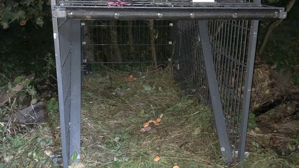 Entlaufene Angsthunde fängt die Hundesuchhilfe Ostfriesland mit Fallen und Futter wieder ein. Foto: Hundesuchhilfe Ostfriesland