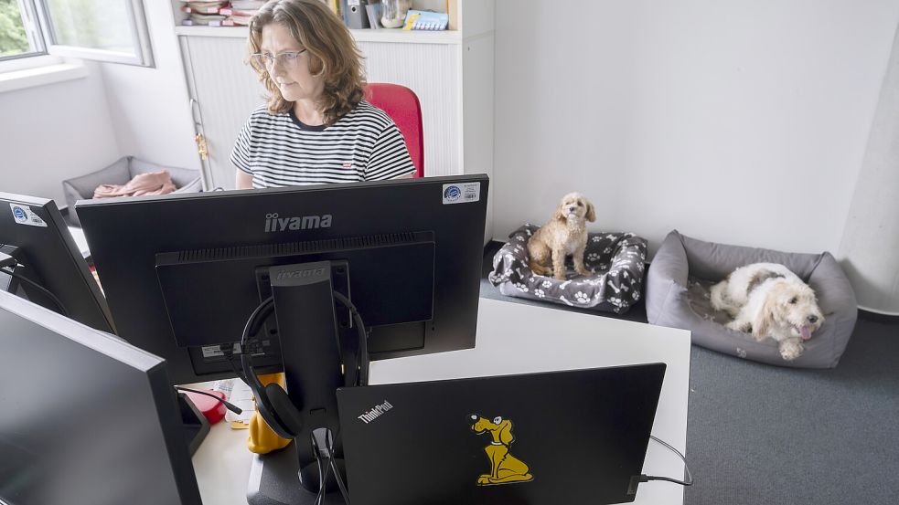 Während Futterhaus-Pressereferentin Ricarda Gürne am Computer arbeitet, entspannen sich im Hintergrund die Bürohunde Benni (links) und Hubert. Foto: Michael Hagedorn